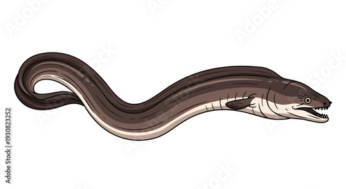 Illustrative depiction of a long, slender moray eel with sharp teeth and wavy body in motion against a plain white background
