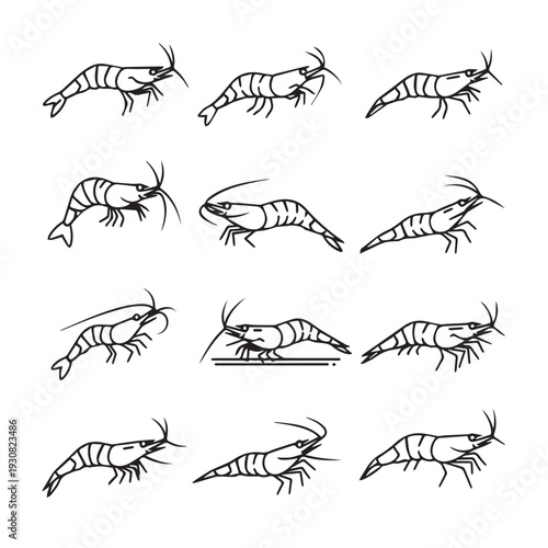 Collection of Shrimp Illustrations in Various Poses and Angles Clean Line Art