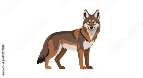 Detailed flat illustration of a majestic coyote standing confidently against a stark white backdrop, showcasing its wild essence and natural beauty
