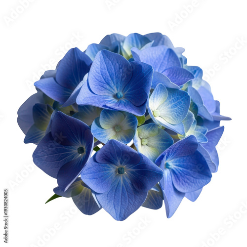 Blue Hydrangea flower bloom isolated on transparent background