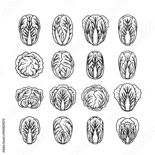 Collection of Various Cabbage Varieties Line Art Icons Isolated on White Background