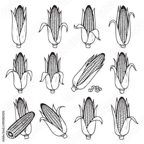 Corn on the Cob Assortment Hand Drawn Illustration Various Stages of Husk Removal