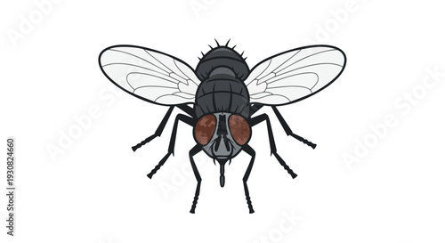 Isolated digital illustration of a common housefly presented from a frontal view on a stark white background
