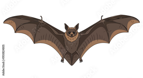 A solitary brown bat with expansive wings spread wide in flight against a stark white background, showcasing its nocturnal nature