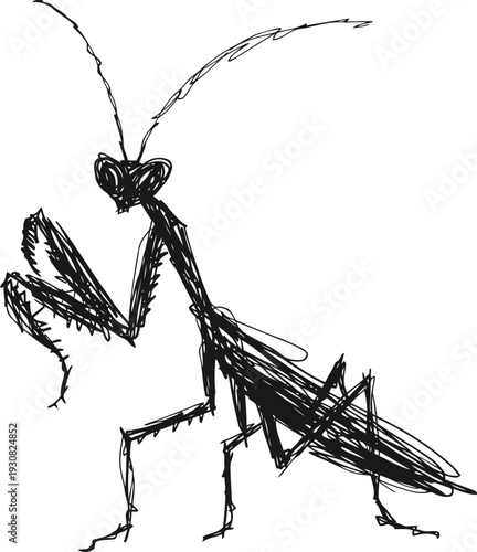 Hand drawn sketch of a praying mantis insect with detailed antennae and folded forelegs