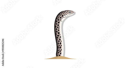 A playful spotted moray eel emerges from sandy substrate, its head tilted inquisitively against a clean white backdrop