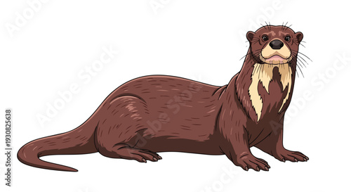 Charming illustration of a brown otter with white markings on its chest against a white background