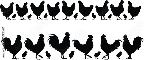 Chicken family silhouette collection, hens roosters and chicks standing poses, farm poultry animals, black vector icons set, isolated on white background