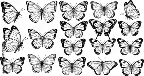 Butterfly Collection Vector Illustration, Detailed Black and White Vintage Engraving Style Insect Set Isolated on White Background for Nature and Design