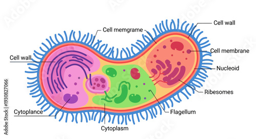 Detailed diagram of a prokaryotic cell showing its various labeled internal and external structures like cell wall, membrane, nucleoid, and flagellum.
