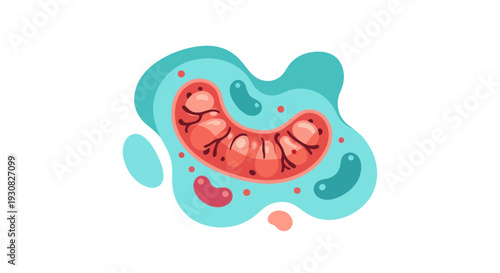 A stylized illustration of a mitochondrion, the powerhouse of the cell, showcasing its inner structure with cristae.