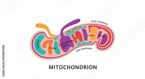 Colorful diagram illustrating the internal structure and components of a mitochondrion, including its outer and inner membranes, cristae, and matrix.
