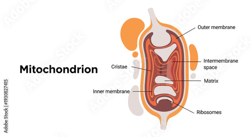 Diagram illustrating the structure of a mitochondrion, a key organelle in eukaryotic cells responsible for cellular respiration and energy production.