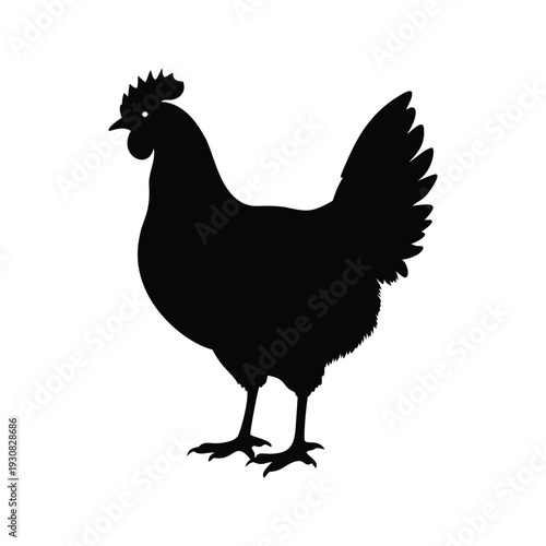 Black and white silhouette of a rooster standing proudly detailed feathers vector illustration, chicken cleaning featherssilhouette vector illustration