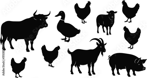Farm animal silhouette illustration set, bull, duck, goat, pig, sheep and chickens in distinct poses, agriculture theme - flat vector illustration