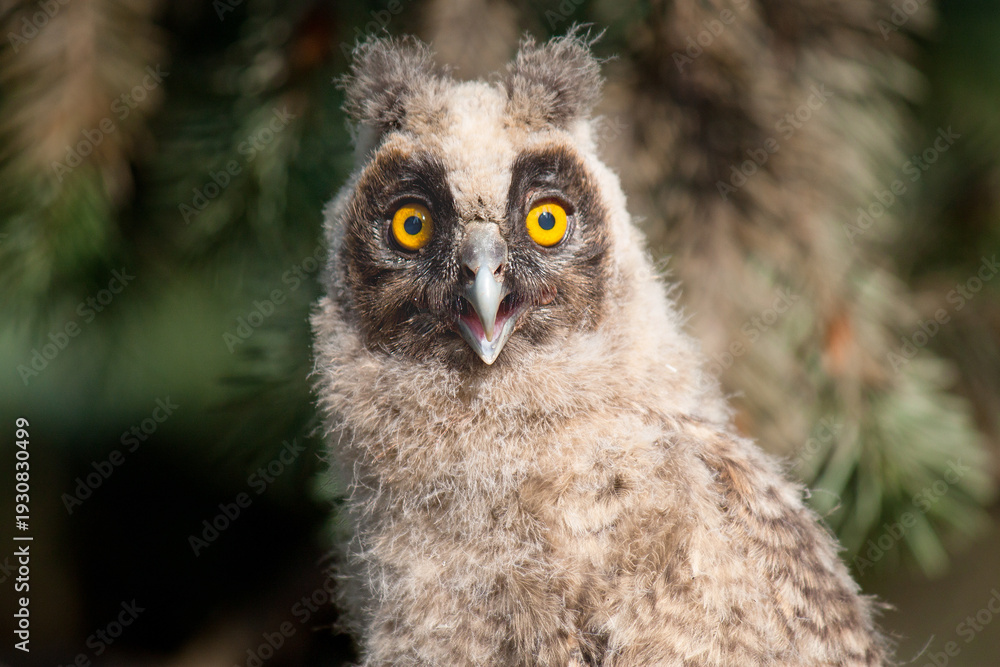 Naklejka premium great grey owl