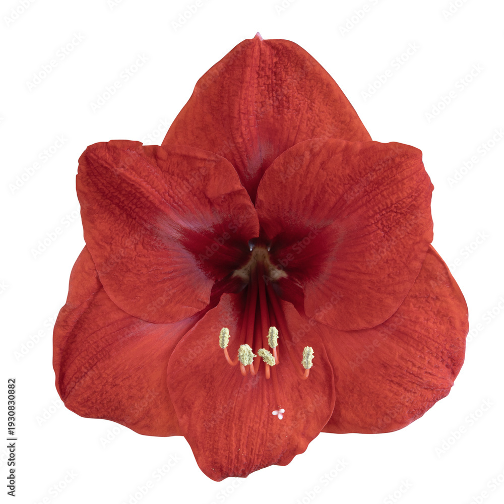 Fototapeta premium Fleur d'Amaryllis rouge