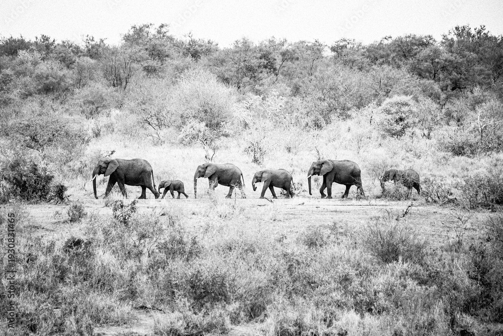 Obraz premium Elefanten im Kruger Nationalpark