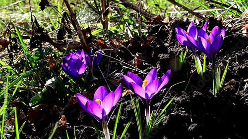 Crocus, flowers of spring in Germany, closeup on a low angle