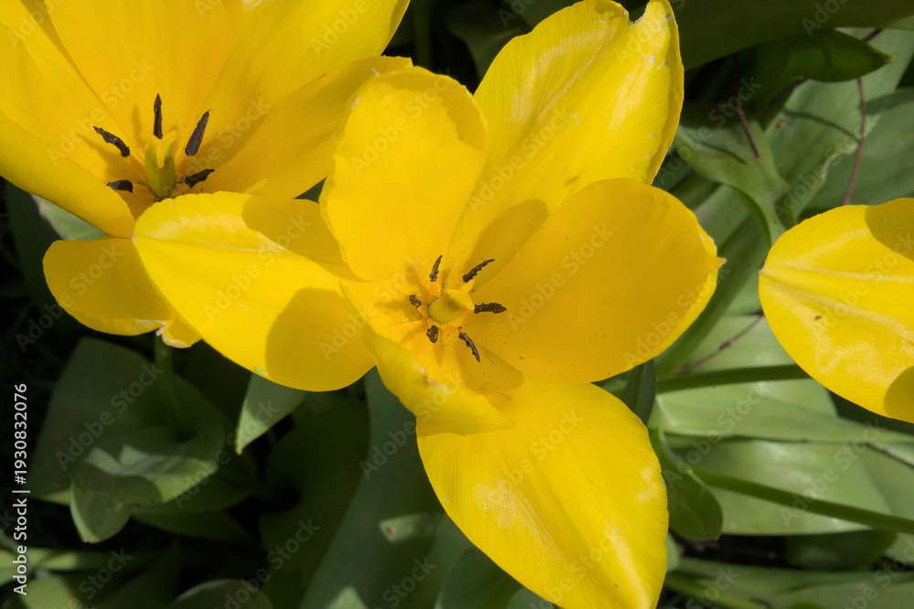 Obraz premium closeup of a sunny yellow tulip in the garden, view from above - tulipa 