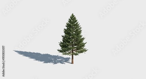 Small Evergreen Tree with Dark Shadow.