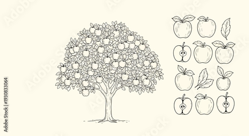 Illustration of Apple Tree with Fruit Stages.