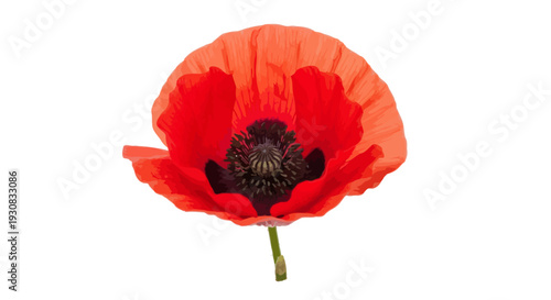 Red Poppy Flower with Black Center.