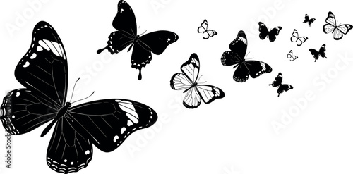 Black Butterfly Silhouette Vector Set, Featuring Various Species In Flight, Winged Insects Flying In A Swarm, Isolated Icons,  