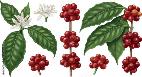 Botanical set of coffee tree branches with green leaves white flowers and ripe red coffee cherries