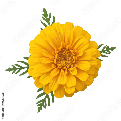 Yellow flower isolated on transparent background