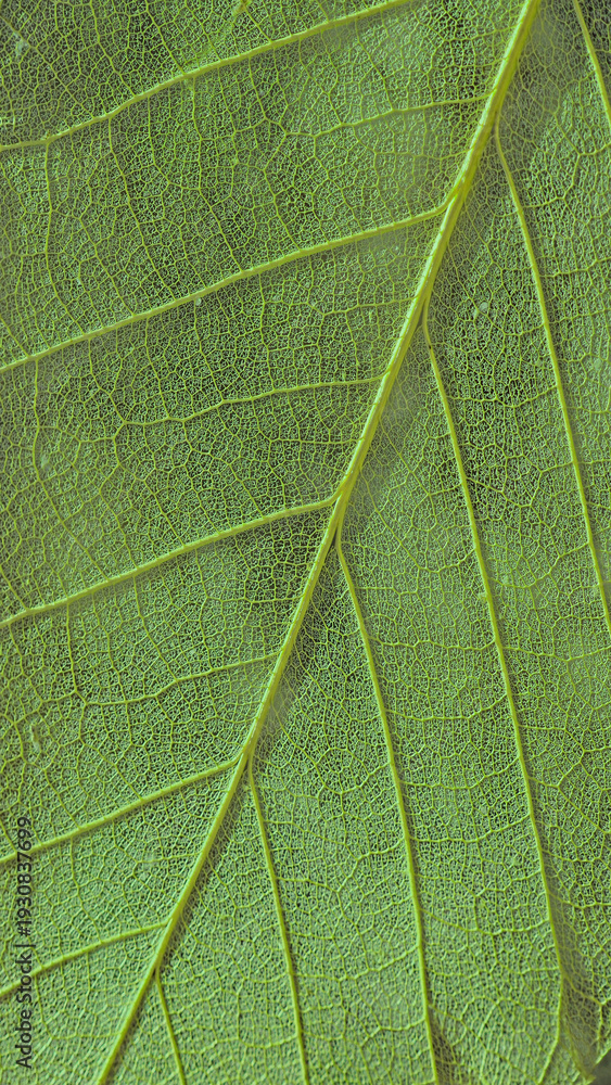 Fototapeta premium Detailed macro texture of a green leaf with intricate vein patterns, high resolution authentic botanical background