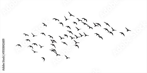 A flock of birds flying in formation isolated on white background, Vector