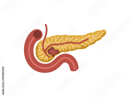 Anatomical illustration of human pancreas and connected digestive system  medical educational diagram