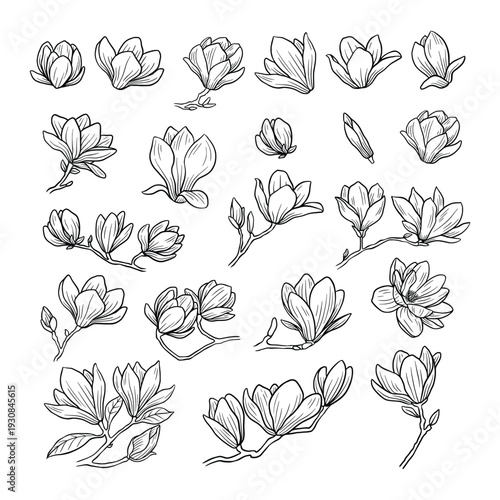 Magnolia Flower Line Art Set – Hand Drawn Botanical Illustration Collection