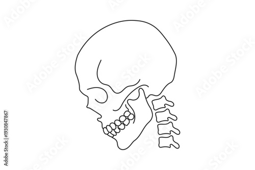 A stark black and white line drawing depicts a human skull in profile showcasing its anatomical structure and bony details