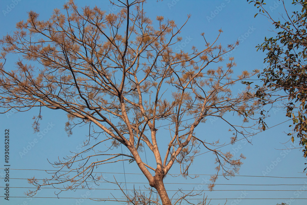 Obraz premium Leafless Tree Silhouette Against Clear Sky