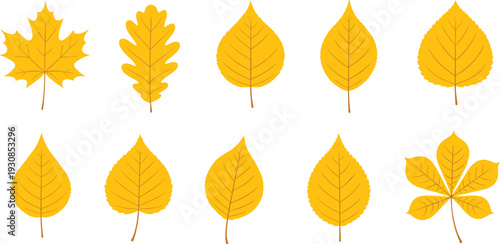 Bright yellow autumn leaves vector set in simple flat style isolated on white background