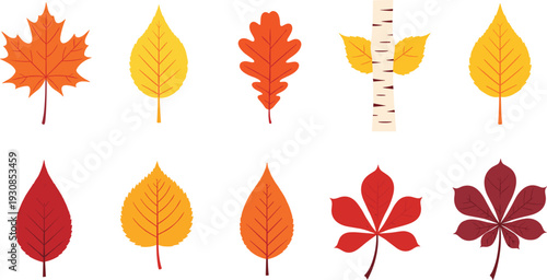 Colorful autumn leaves vector set in vibrant flat style isolated on white background