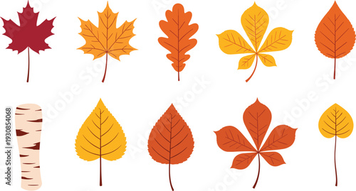 Colorful autumn leaves botanical vector collection isolated on white background