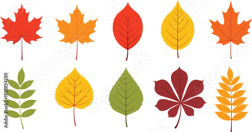 Colorful autumn leaves vector set in flat graphic style isolated on white background