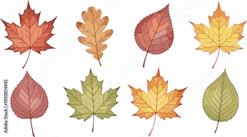 Watercolor hand drawn autumn leaves herbarium set in red orange yellow and green isolated on white