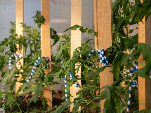 Obraz na plátně lush tomato plants securely tied with blue and white patterned soft ties to wood