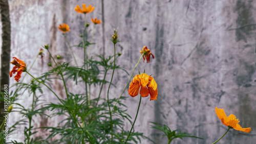 Withered Cosmos Flowers in garden