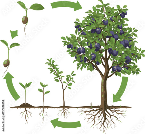 Plum Tree Life Cycle Vector: From Seed Germination and Sapling Growth to Mature Fruit-Bearing Tree