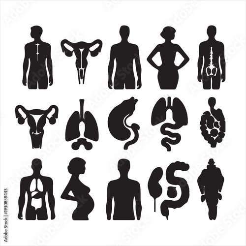 internal human organs silhouettes