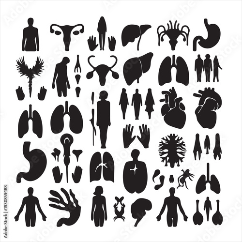 human organ Collection silhouette. internal isolated organs set. flat graphic design illustration
