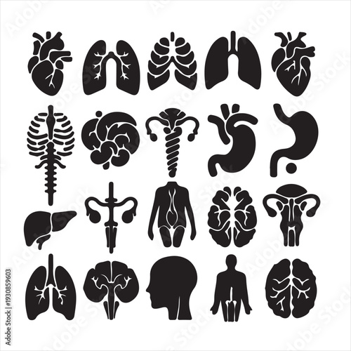 Human organ set vector silhouette

