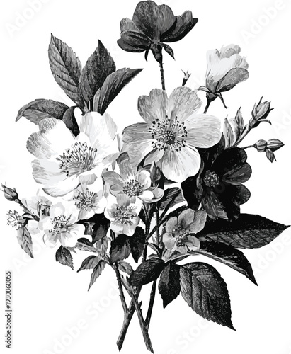 Black and white flowers. Vintage engraved wildflower bouquet with multiple blossoms, buds and leaves vector art of white background