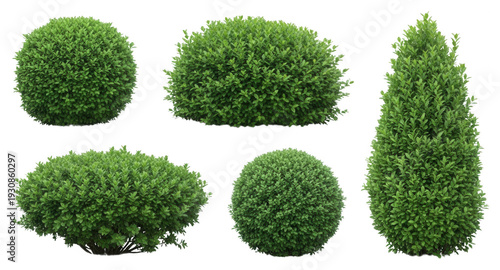 Trimmed boxwood bushes png spherical oval conical forms png landscaping png garden design elements png transparent background