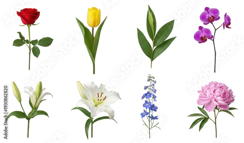 Botanical floral elements png long stems green leaves png wedding invitations png spring garden designs png transparent background image